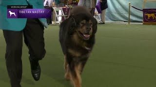 Tibetan Mastiffs  Breed Judging 2023 [upl. by Nylek]