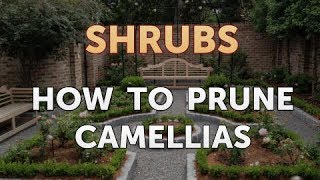 How to Prune Camellias [upl. by Ferrell374]