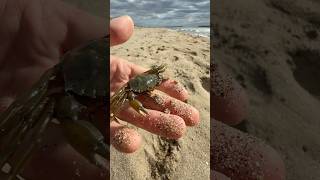 Petit vlog à la plage 🦀 nature wild wildlife humour vlog exploration [upl. by Nickelsen]