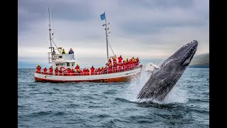 Whale Watching in Akureyri İceland Wal Tour in İsland Northeast Iceland [upl. by Galvan]