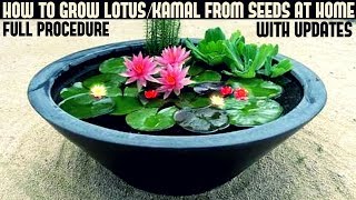 How to Grow Lotus Plant at Home With Updates FAST N EASY METHOD [upl. by Pollux]