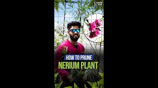 How To Prune Your Nerium Oleander Plant [upl. by Nirro]