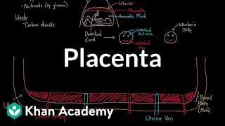 Meet the placenta  Reproductive system physiology  NCLEXRN  Khan Academy [upl. by Aynosal]