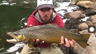 Deschutes River Fly fishing giant brown trout [upl. by Meingoldas]