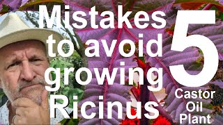 Five Mistakes to Avoid Growing Ricinus communis  Castor Oil Plant [upl. by Aprilette]