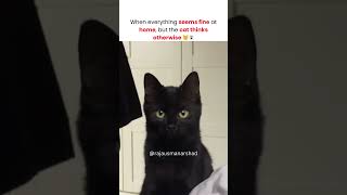 Spooky Black Cat Staring Intensely  Funny Pet Video [upl. by Marra323]