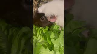 Meerschweinchen Bekommen Leckeren Salat [upl. by Daht115]