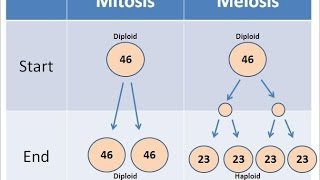 Mitosis vs Meiosis [upl. by Box]