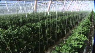 The Future of Farming Hydroponic Tomatoes  SoCal Connected  KCET [upl. by Brigida]