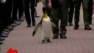 Raw Video Penguin Receives Norwegian Knighthood [upl. by Kidd859]