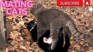 Cats mating Group cats mating on street Successfully Mating Cats Hard Love couple cat mating call [upl. by Yemane]