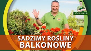 Jak sadzić kwiaty balkonowe  Z PLANTĄ W OGRODZIE [upl. by Linson83]