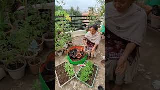 Grow Flowers🪻Leafy Vegetables🔥 September Update✨फूल और सब्जी के पौधे लगाए🌱ashasgardenstoryshorts [upl. by Acinorav770]