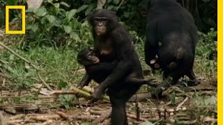 Bonobo the Female Alpha  National Geographic [upl. by Yamauchi891]