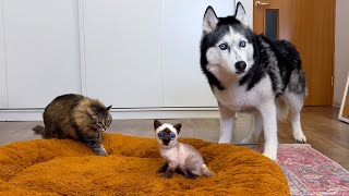 Husky Dogs and Сats React to a quotNew Kittenquot Funny Prank [upl. by Adroj]