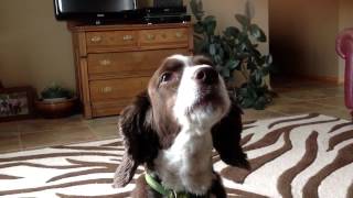 Springer Spaniel Howling [upl. by Gus]