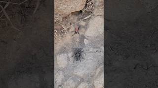 Tarantula Hawk vs Tarantula [upl. by Codee]