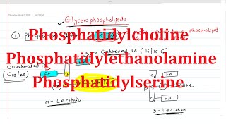 19 Phosphatidylcholine Lecithin Phosphatidylethanolamine Cephalin Phosphatidylserine [upl. by Atteirneh]