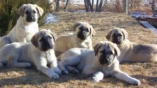 Kangal Puppies  Best of the Best [upl. by Carhart]