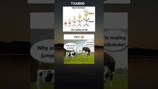 the cow is making milkshake meme funnymemes meme txa3000 [upl. by Jessy]