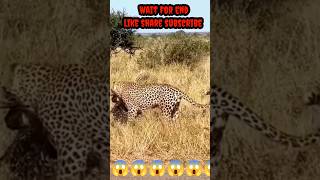 Leopard Kills Porcupine 2024 Mohammed Entertainment [upl. by Esinehs]