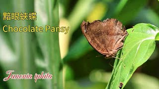 【4K】黯眼蛺蝶黑擬蛺蝶Chocolate PansyJunonia iphita [upl. by Ynnej]