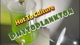 How To Culture Phytoplankton [upl. by Aibonez]