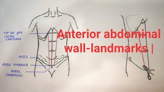 Anterior abdominal walllandmarks  med tutorials [upl. by Quillan]