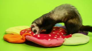 Ferrets  Ferret Facts  PSA Public Service Announcement [upl. by Margy870]