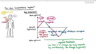 141 Introduction to Homeostasis Cambridge AS A Level Biology 9700 [upl. by Valentina]