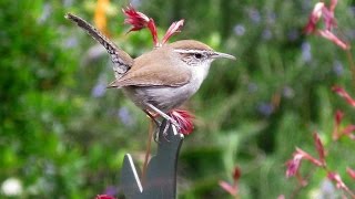 Bewicks Wren Calls May 2015 [upl. by Bridget242]