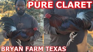 TEXAS  Pure Claret Ronnie Bryan Farm  Beautiful Birds 💯‼️ Farm Visit [upl. by Yalc429]