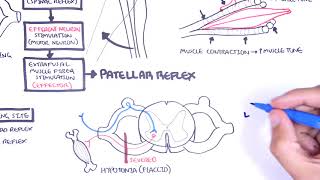 Introduction to how reflexes work  reflex arc monosynaptic and polysynaptic reflexes [upl. by Mieka591]