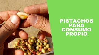 Recogiendo pistachos para autoconsumo  2019 Castilla y León [upl. by Carlstrom253]