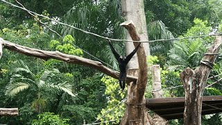 EP67  Pileated gibbons of Singapore Zoo [upl. by Llain]