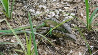 Mating Lizards [upl. by Tj]