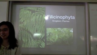 Filicinophyta [upl. by Tobe176]