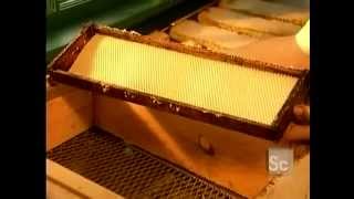 How its made Honey [upl. by Anairt]