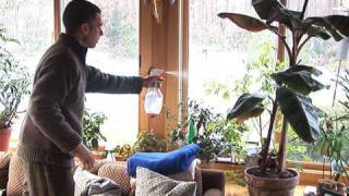 How to Mist Your Houseplants [upl. by Gally]