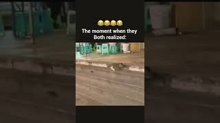 When they realize 🤣🤣viral videoshort videonew reelstrending video [upl. by Eolande]