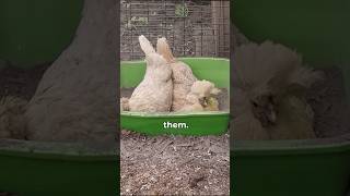 All About Molting  PART FIVE chickenlandia backyardchickens raisingchickens [upl. by Ikram]