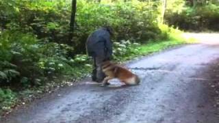 Nova Personal Protection Training Belgian Tervuren [upl. by Nitsirc]