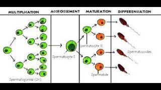 شرح الدرس الأول 1er cours embryologie la spermatogenèse 1ère année médecine [upl. by Lennej]