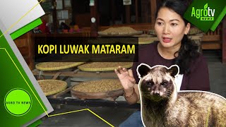 KOPI LUWAK MATARAM [upl. by Enimsaj]