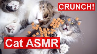 Mukbang Cats eating crunchy treats Dreamies snacks funny Cat ASMR sound [upl. by Nnagem]