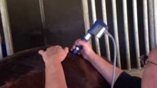 Equine Shock Wave Therapy of Sacroiliac SI Joint pain in the horse utilizing the MASTERPULS unit [upl. by Vanderhoek]