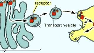 The Process of Glycosylation of Proteins [upl. by Kin89]