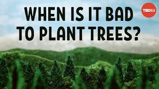 Does planting trees actually cool the planet  Carolyn Beans [upl. by Susann]