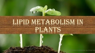 Lipid Metabolism in Plants 🌳🌳 βoxidation  Glyoxylate Cycle  Lipase Hydrolysis  Overview [upl. by Hephzipa828]