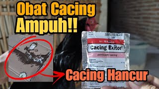 OBAT CACING AYAM PALING AMPUH [upl. by Inalak142]